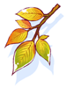 Maple Leaf